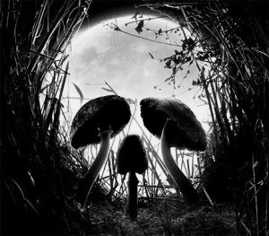 illusion-mushrooms-skull